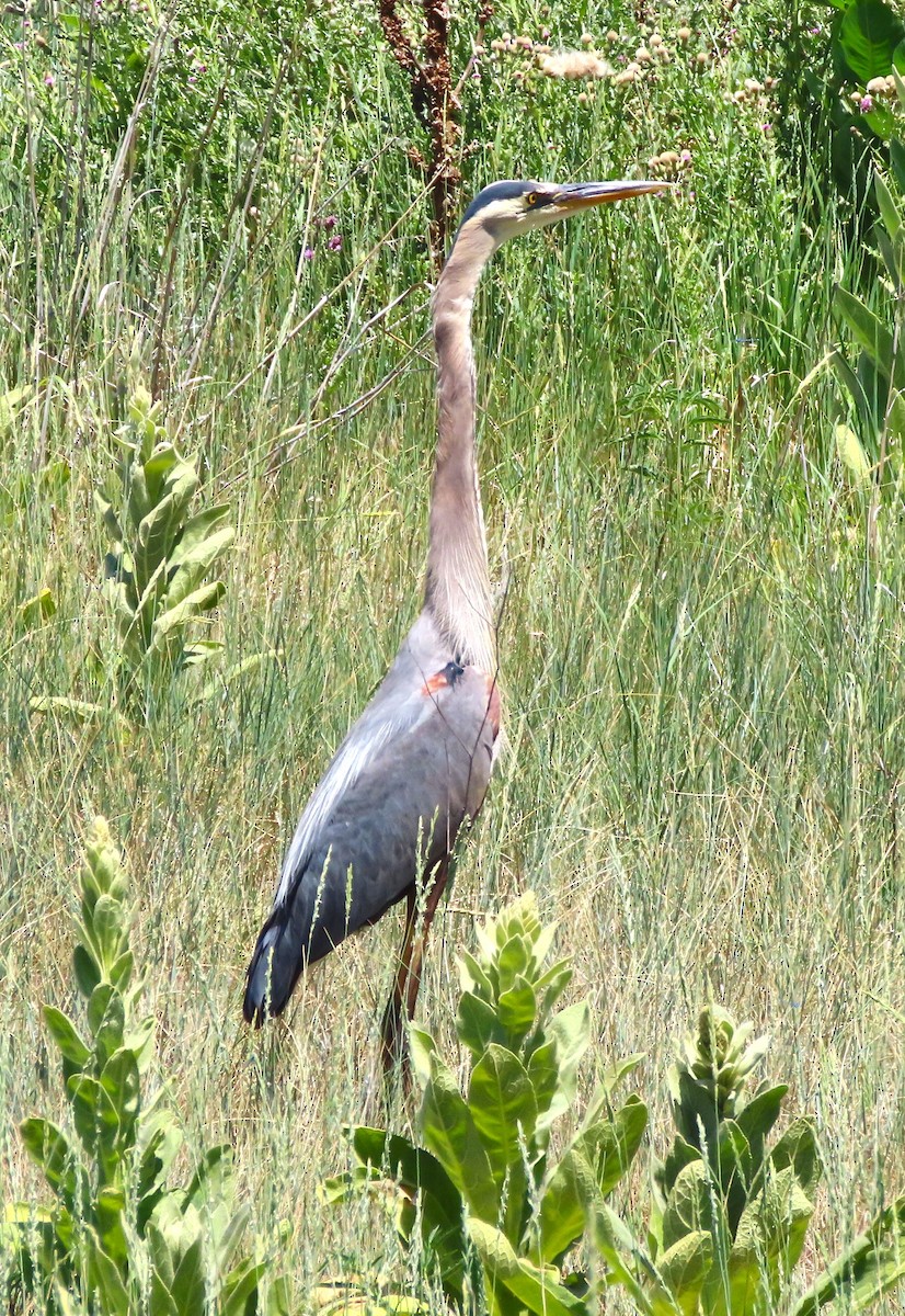 Great Blue Heron - ML638371017