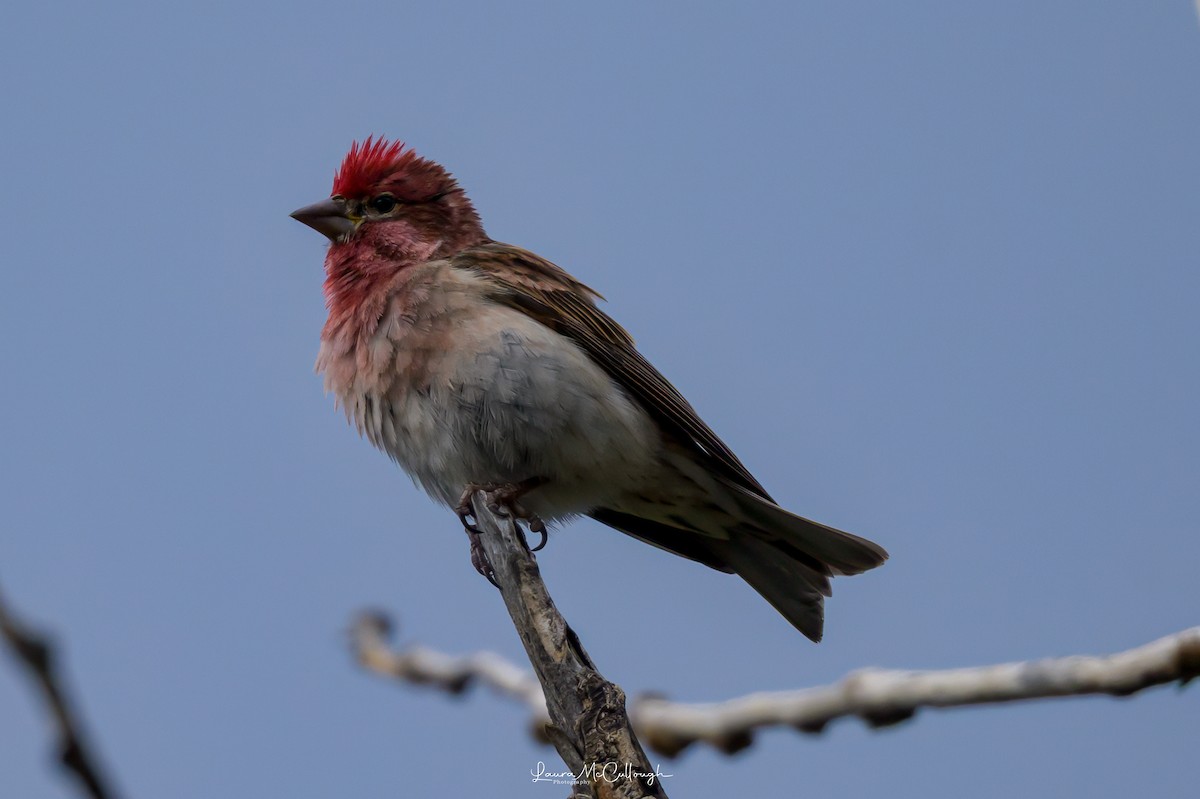 Cassin's Finch - ML638371018