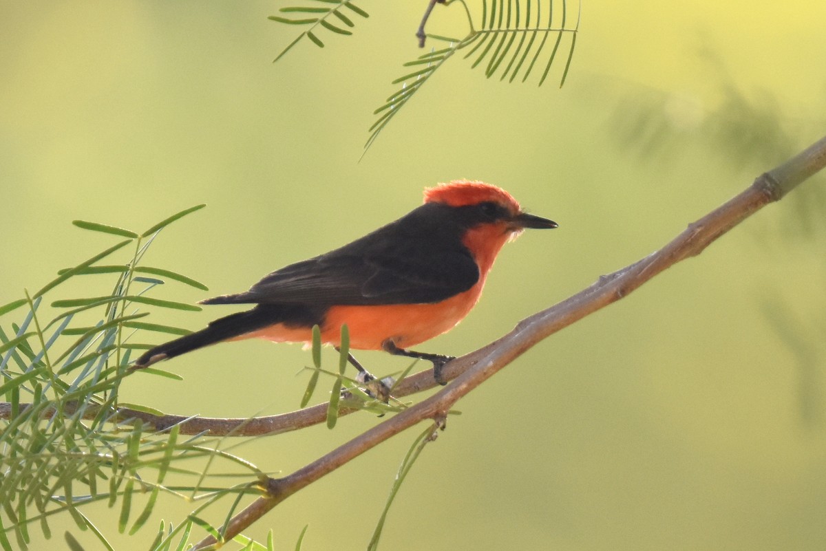 Mosquero Cardenal - ML638371019