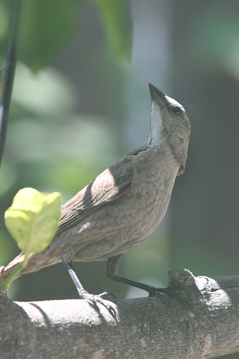 brunhodetrupial - ML638371025