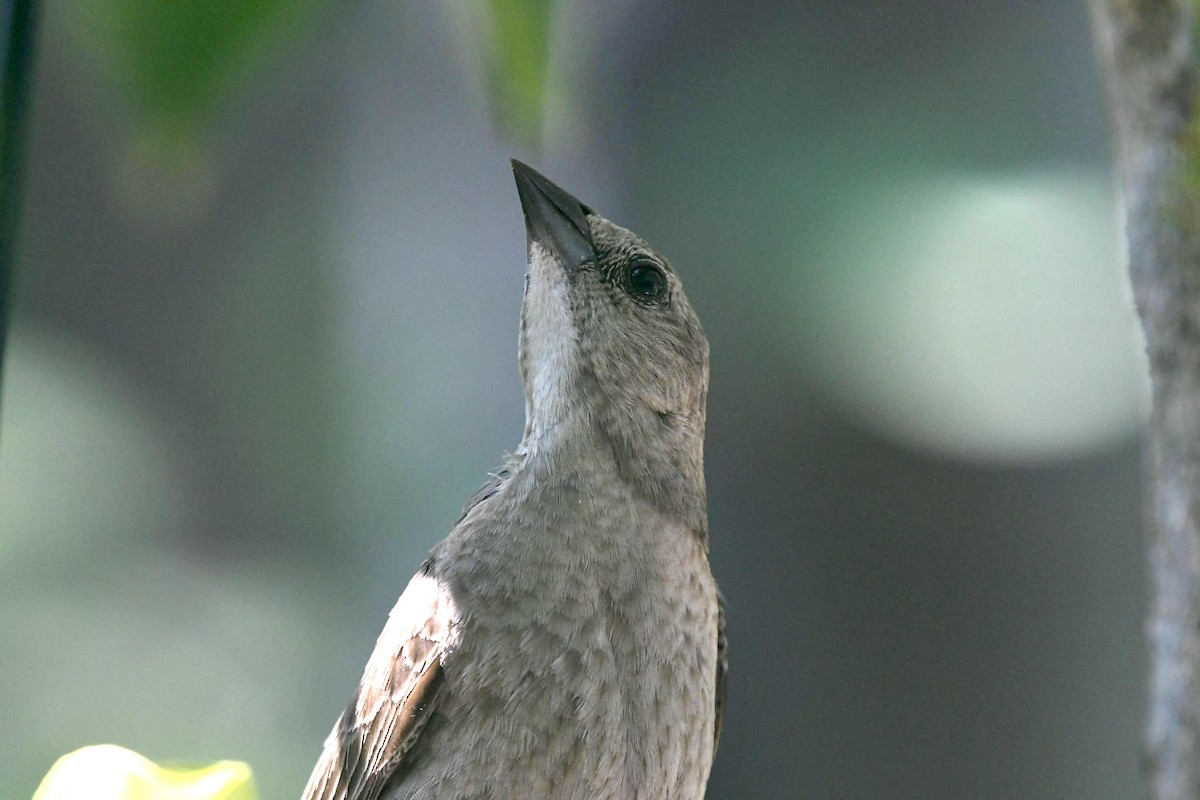 brunhodetrupial - ML638371027