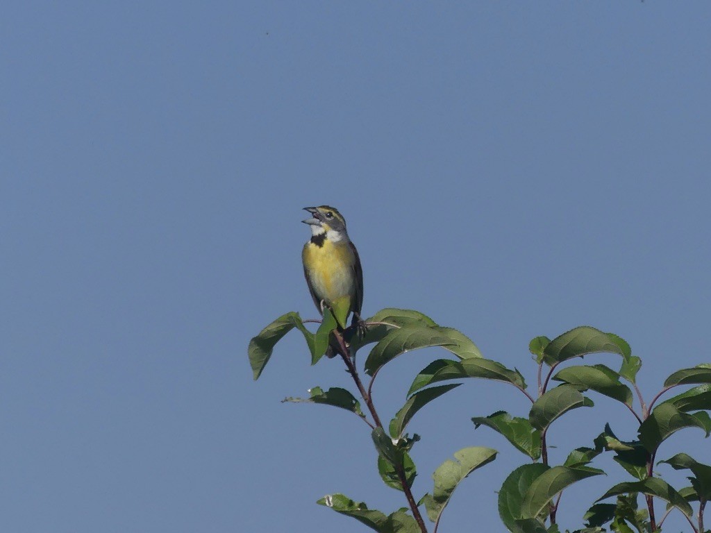 Dickcissel - ML638371029