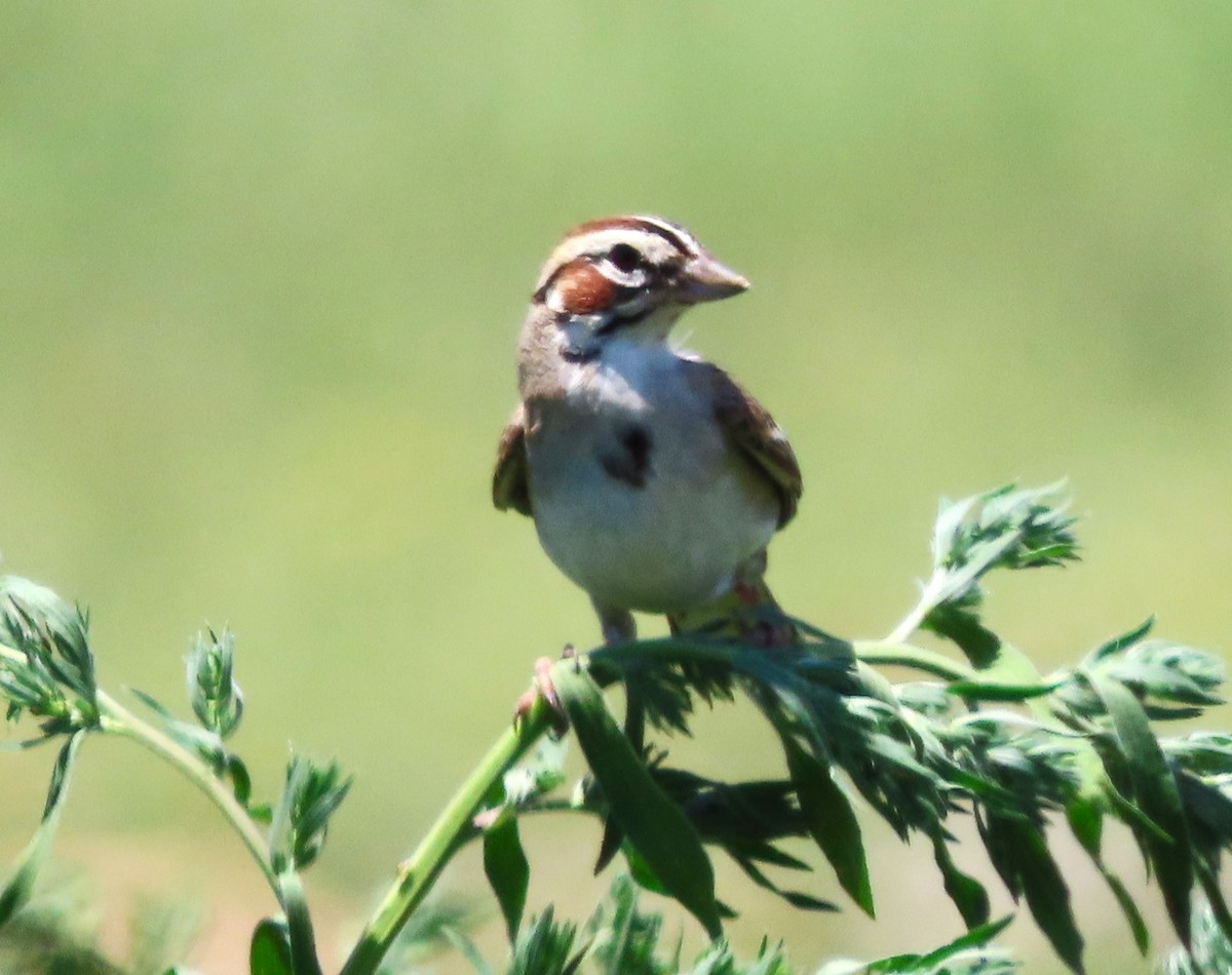 Lark Sparrow - ML638371034