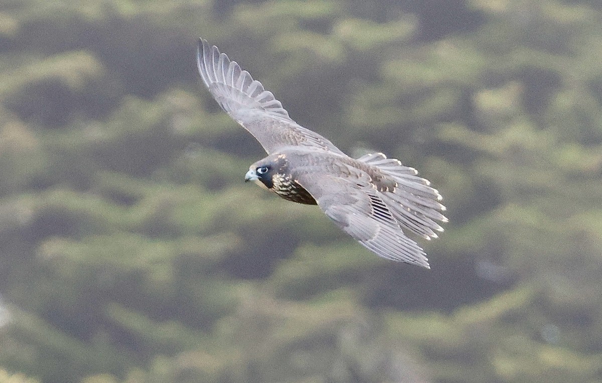 Эгэл шонхор - ML638371038