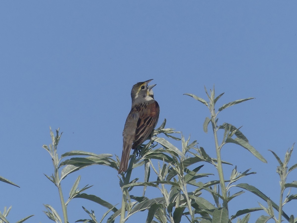 Dickcissel - ML638371040