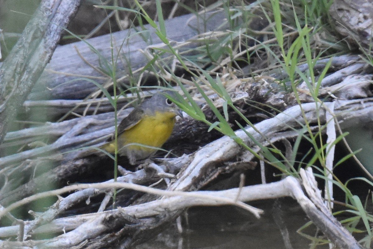 Nashville Warbler - ML638371041