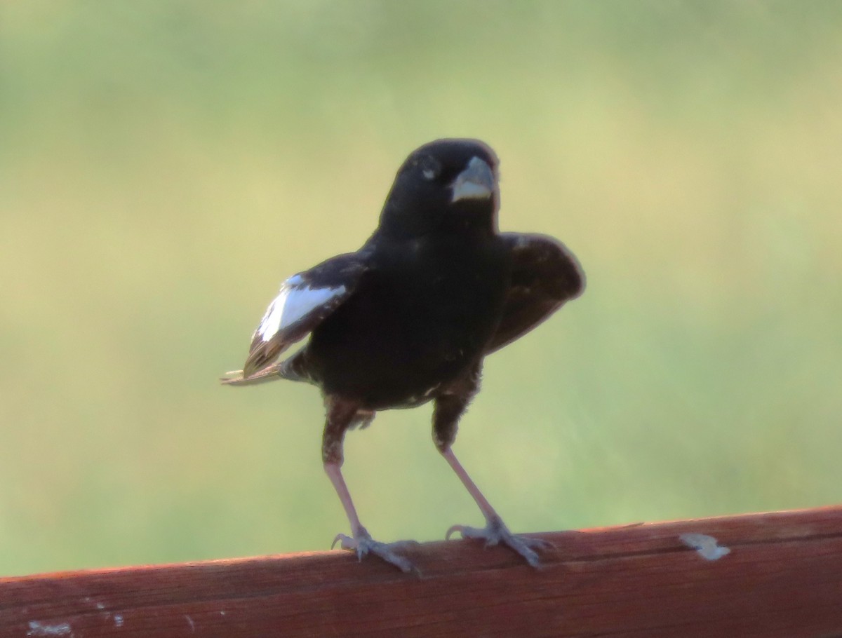 Lark Bunting - ML638371044
