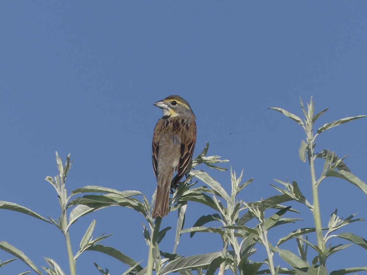 Dickcissel - ML638371046