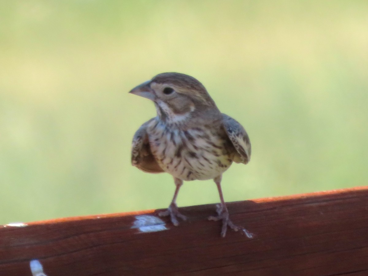 Lark Bunting - ML638371055