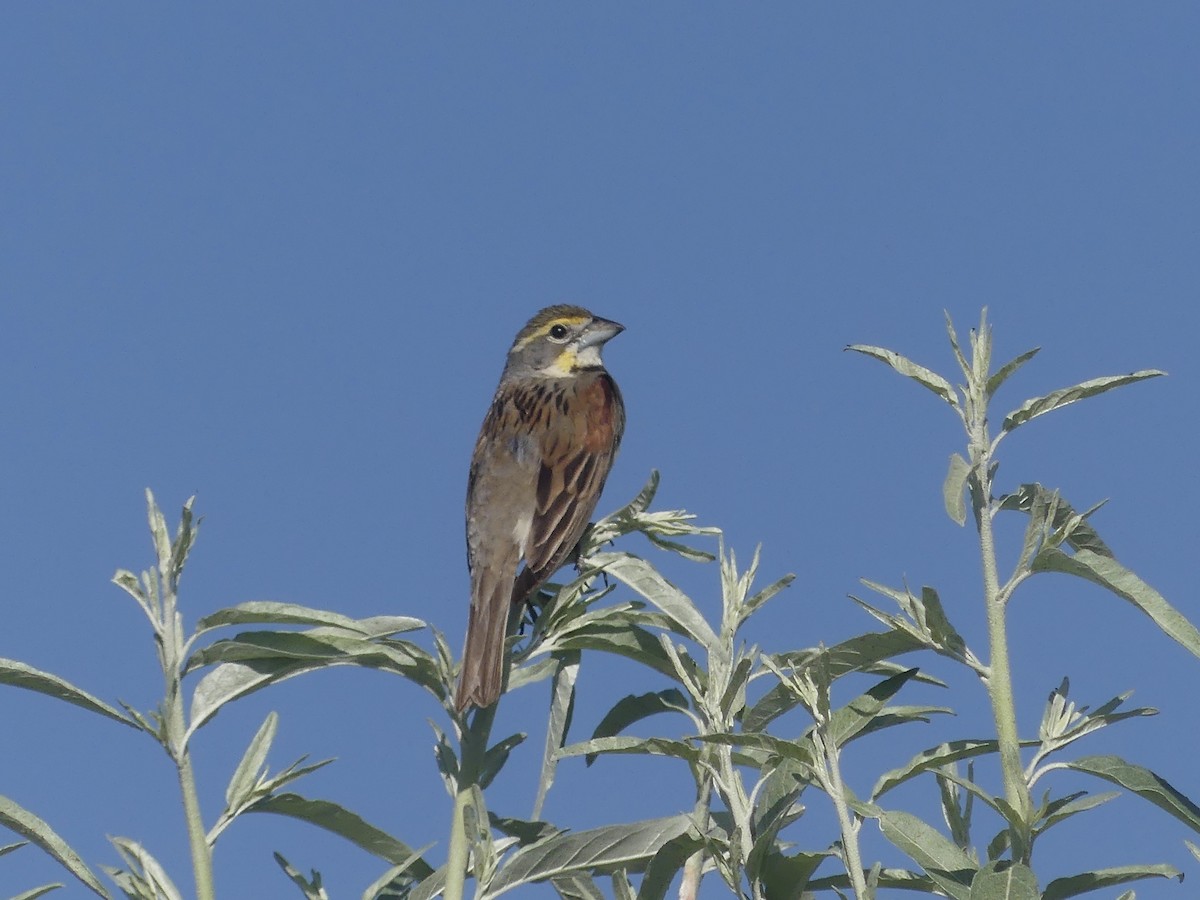 Dickcissel - ML638371056