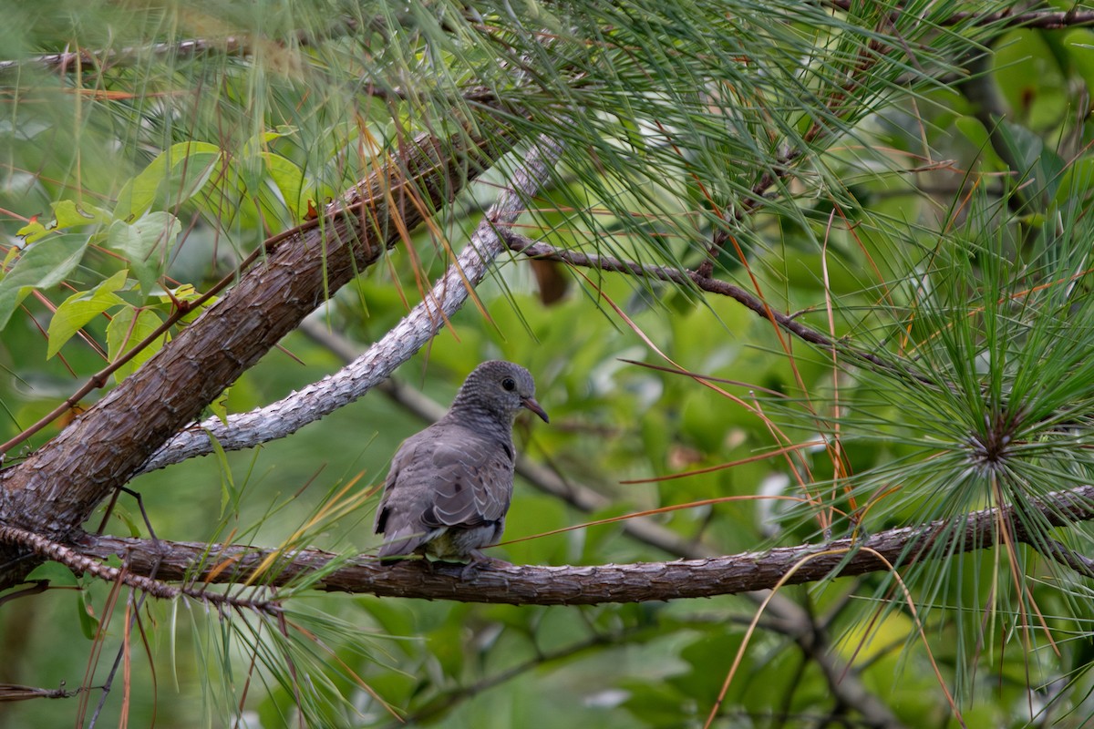 Common Ground Dove - ML638371065
