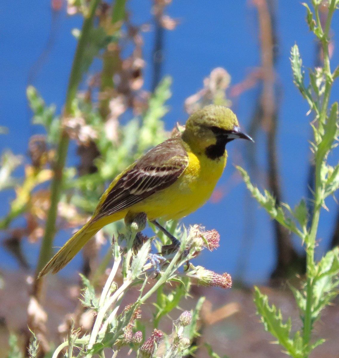 Orchard Oriole - ML638371066