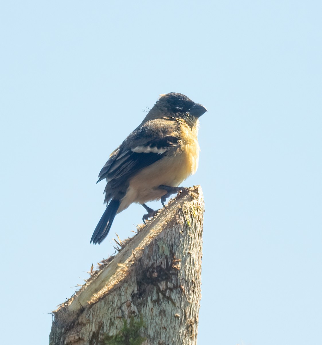 Morelet's Seedeater - ML638371076
