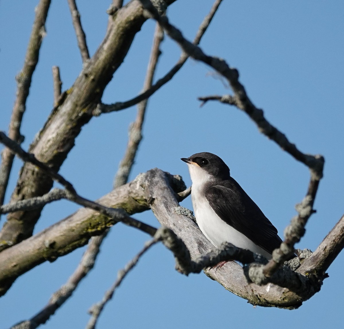 Tree Swallow - ML638371086