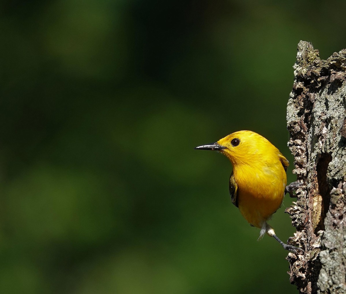 Prothonotary Warbler - ML638371110