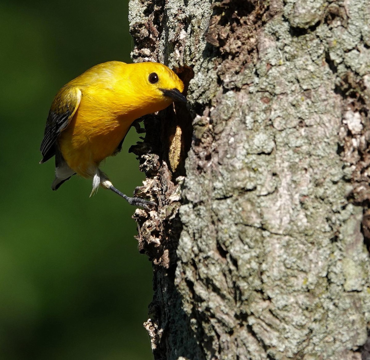 Prothonotary Warbler - ML638371113