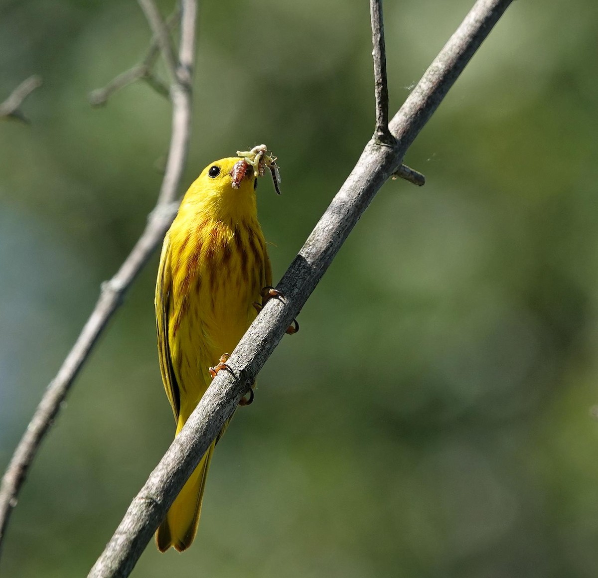 Yellow Warbler - ML638371122