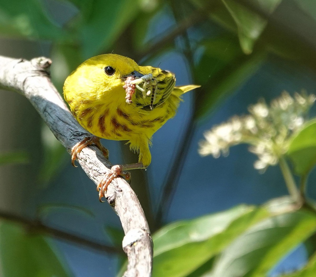 Yellow Warbler - ML638371131