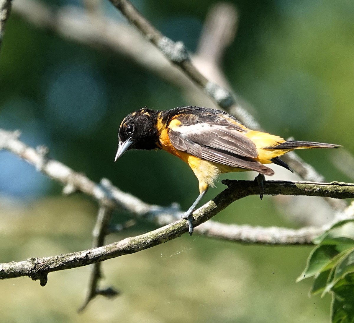 Baltimore Oriole - ML638371145