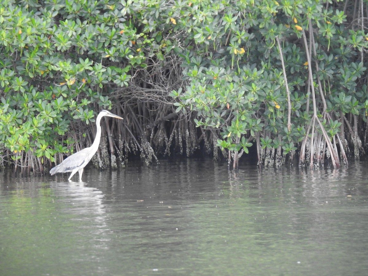 Great Blue Heron - ML638371152