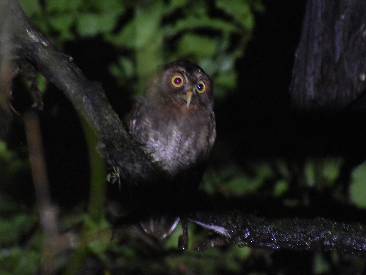 Foothill Screech-Owl - ML638371164