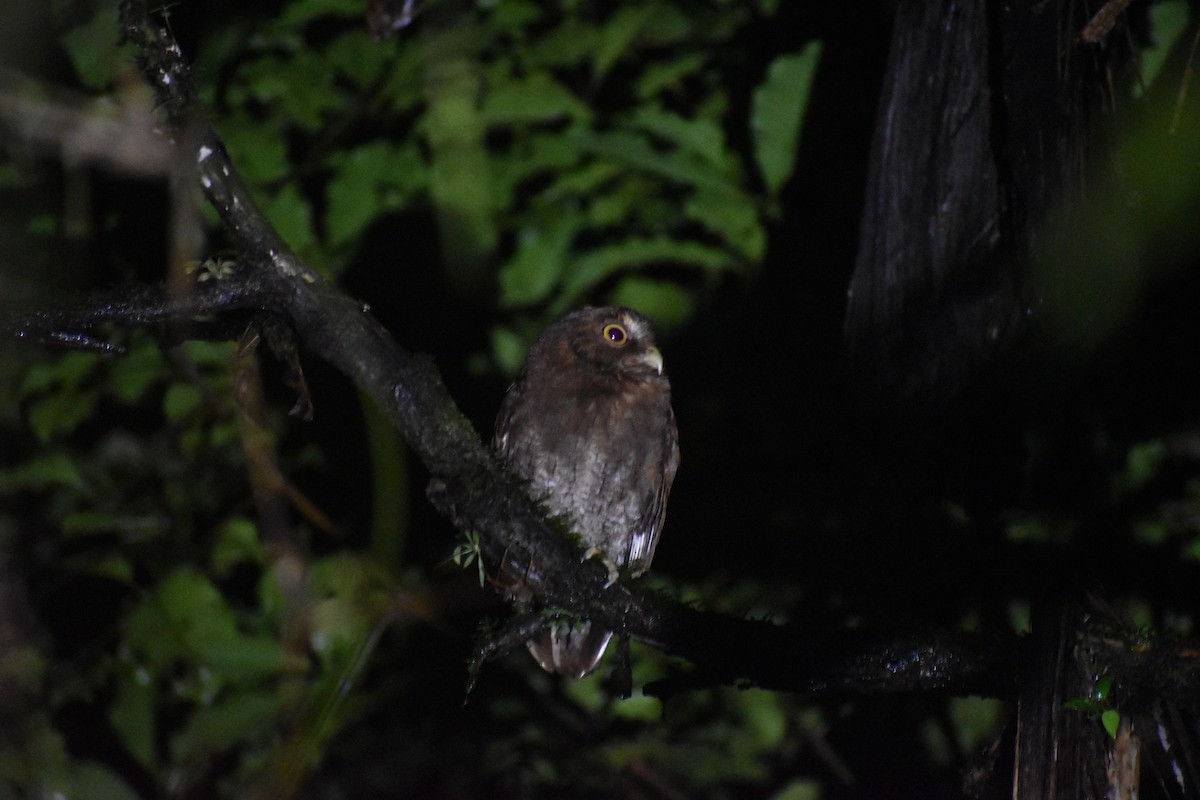 Foothill Screech-Owl - ML638371165