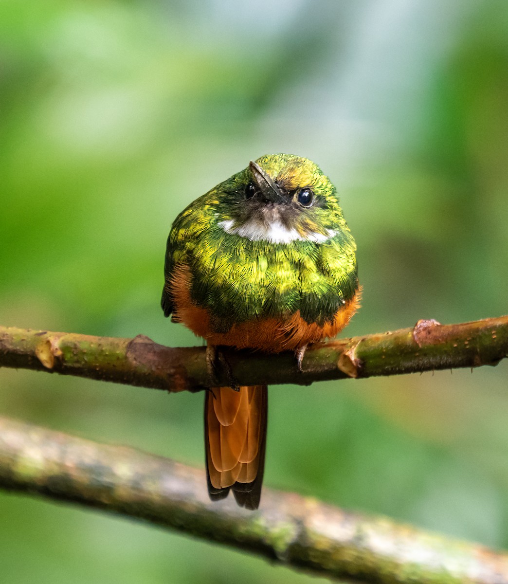 Rufous-tailed Jacamar - ML638371166
