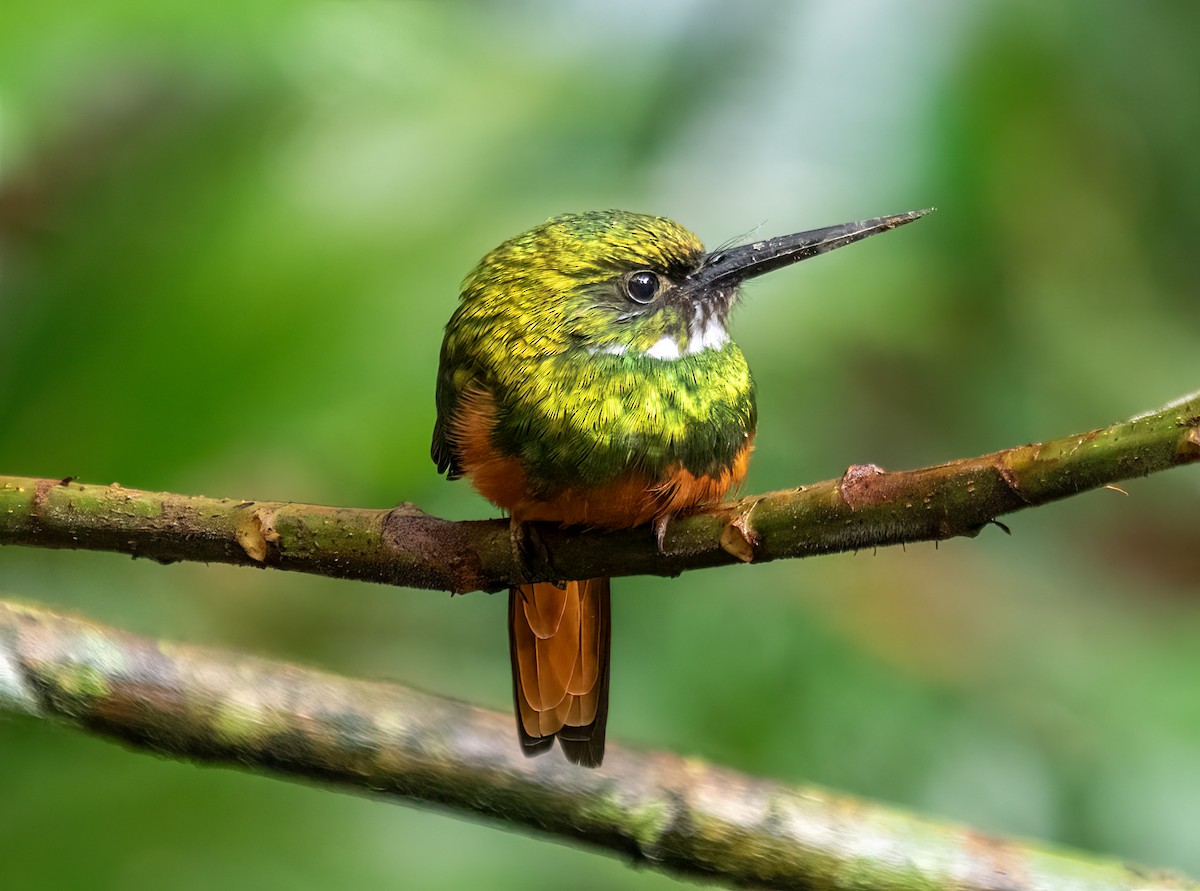 Rufous-tailed Jacamar - ML638371167