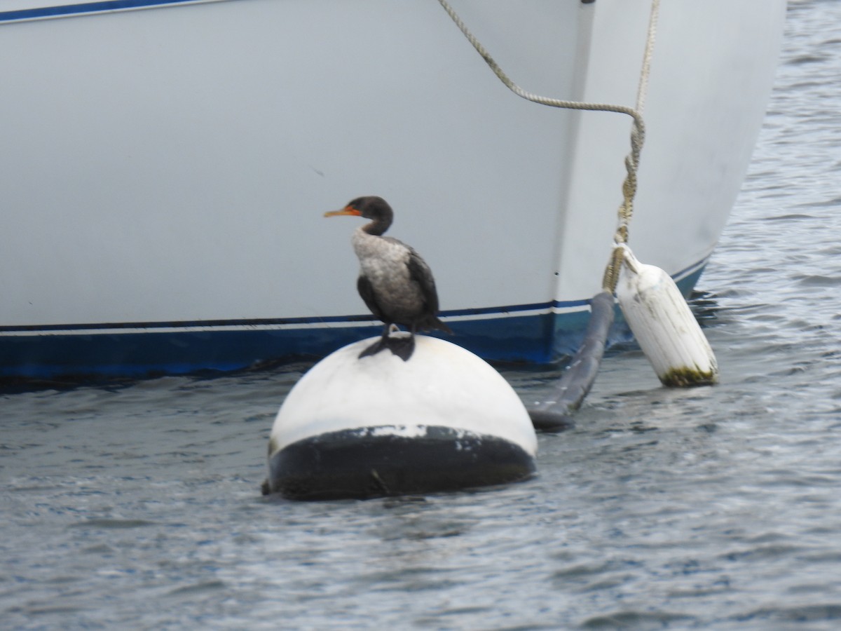 Double-crested Cormorant - ML638371169
