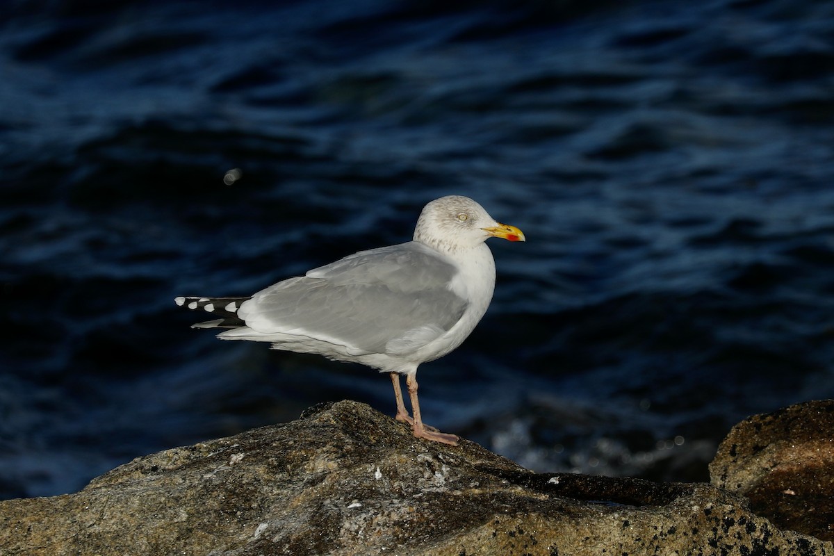 European Herring Gull - ML638371170