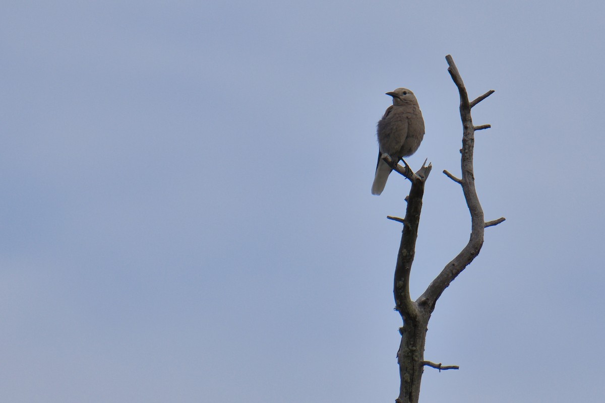 Clark's Nutcracker - ML638371172