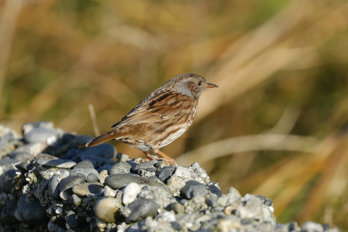 Dunnock - ML638371178