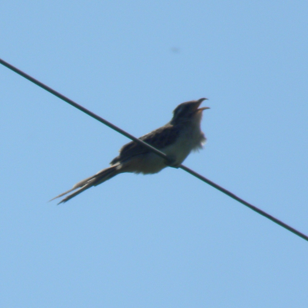 Striped Cuckoo - ML638371180