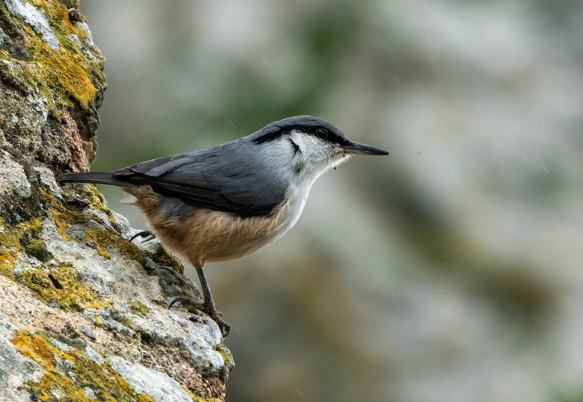 Western Rock Nuthatch - ML638371182