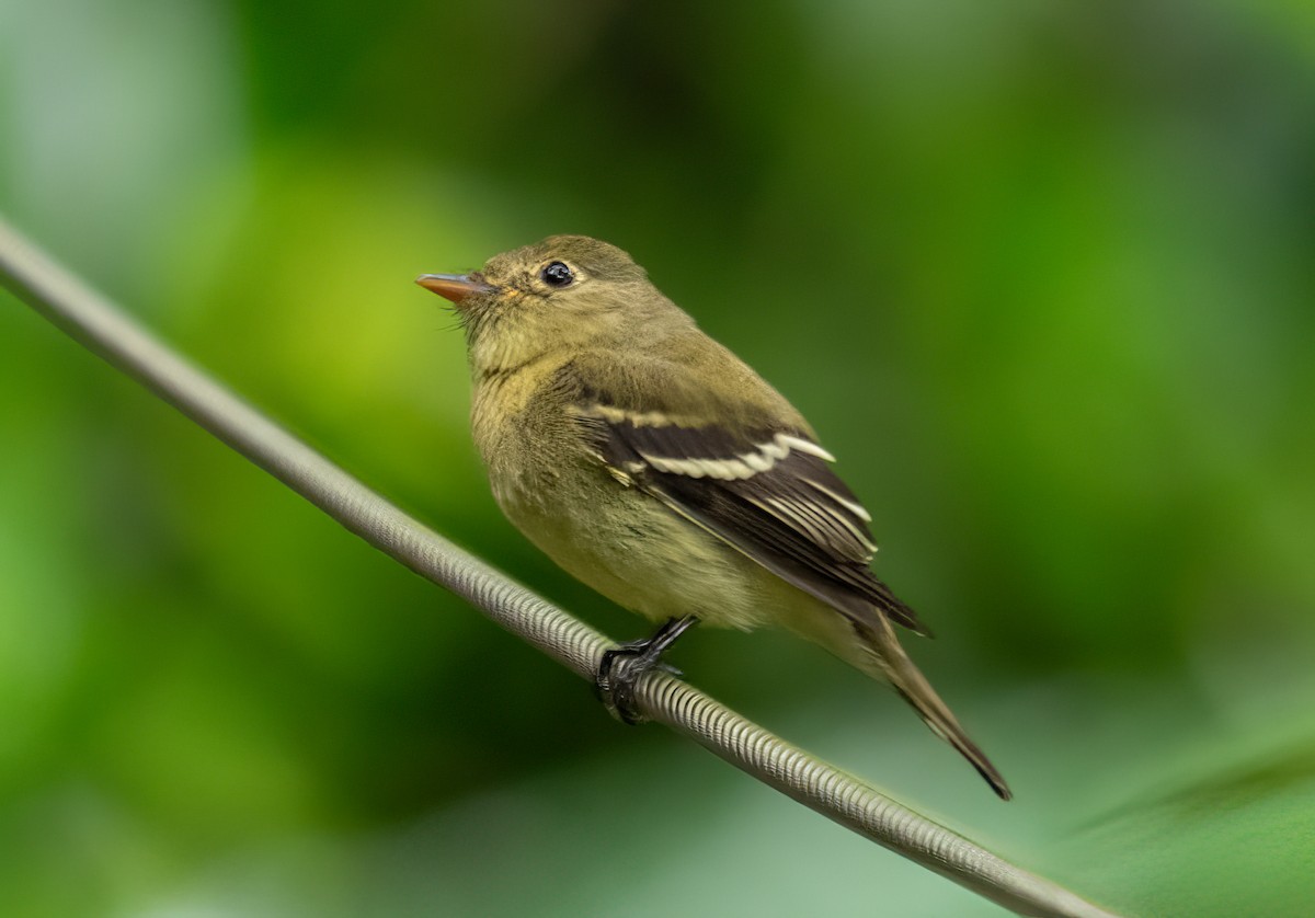 Yellow-bellied Flycatcher - ML638371207