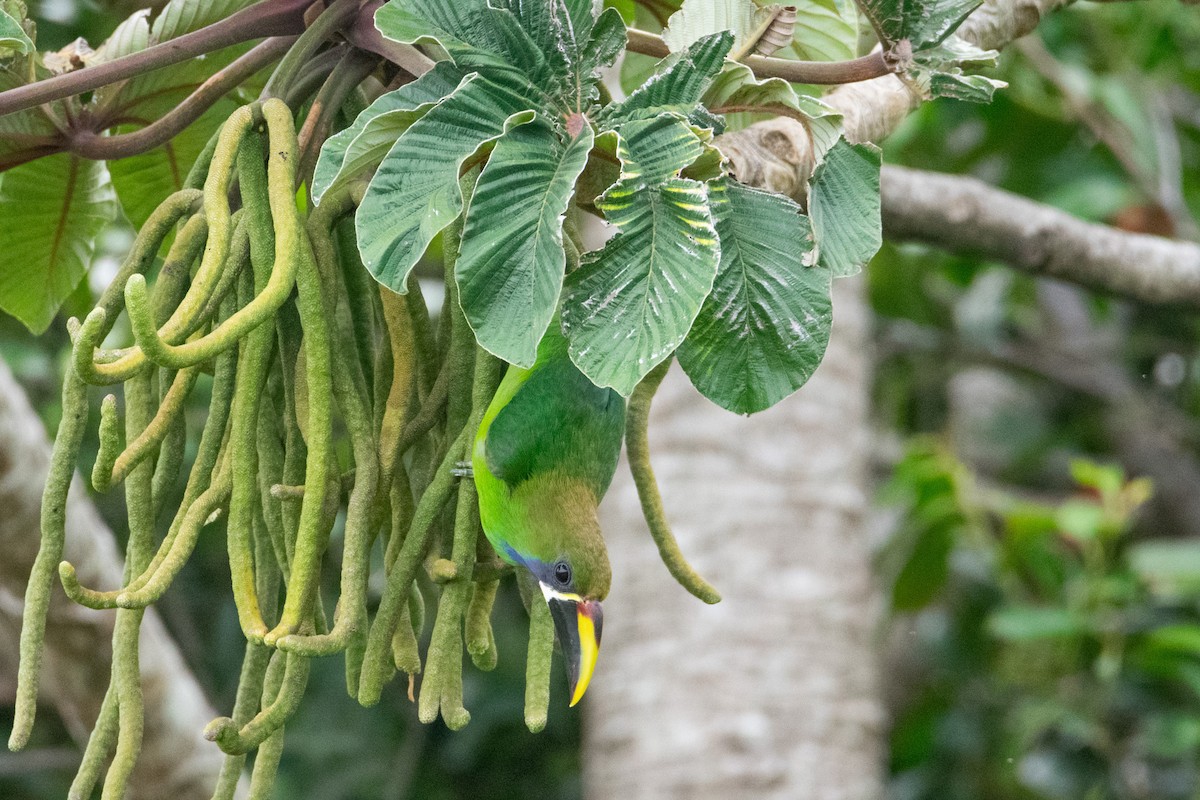 Northern Emerald-Toucanet - ML638371208