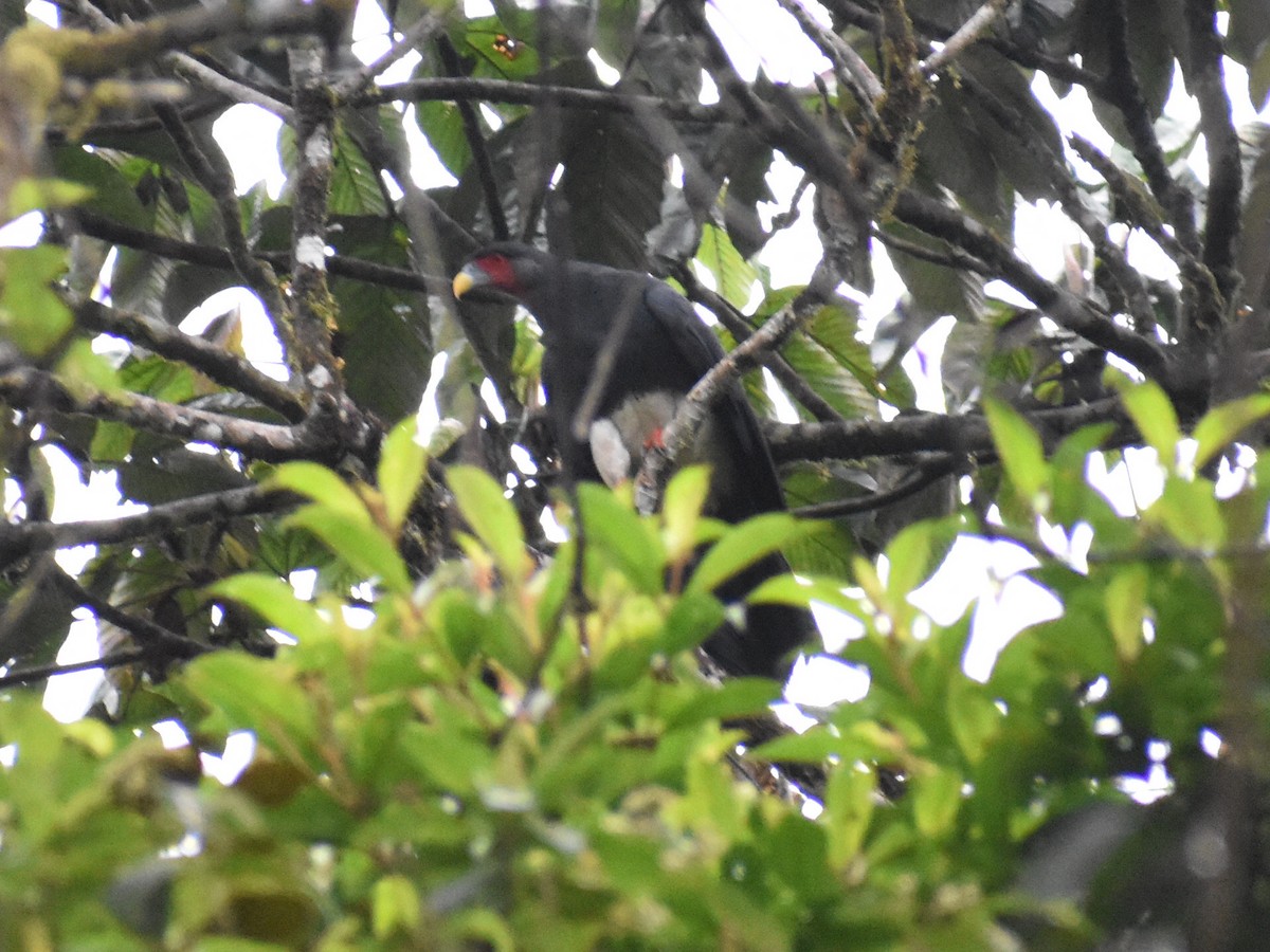 Red-throated Caracara - ML638371219