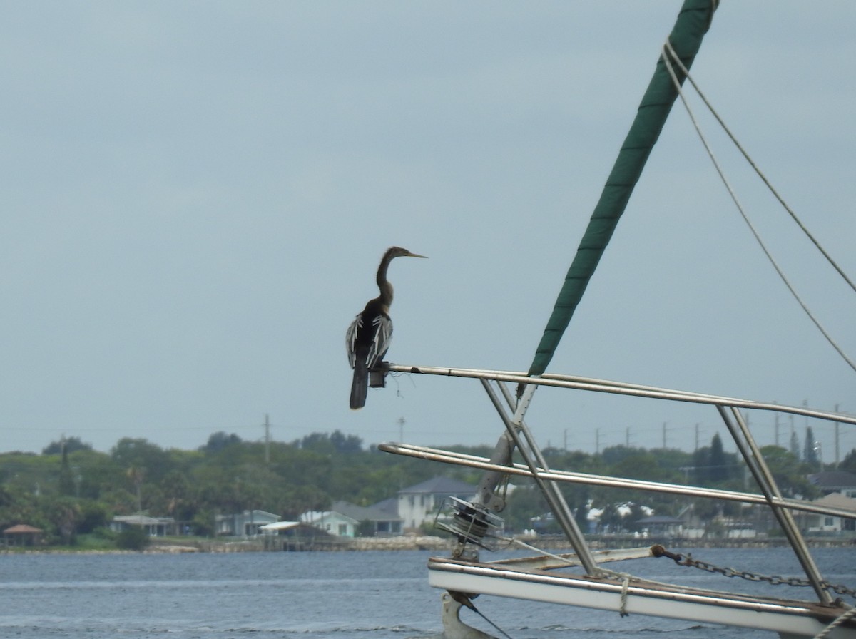 Anhinga - ML638371224
