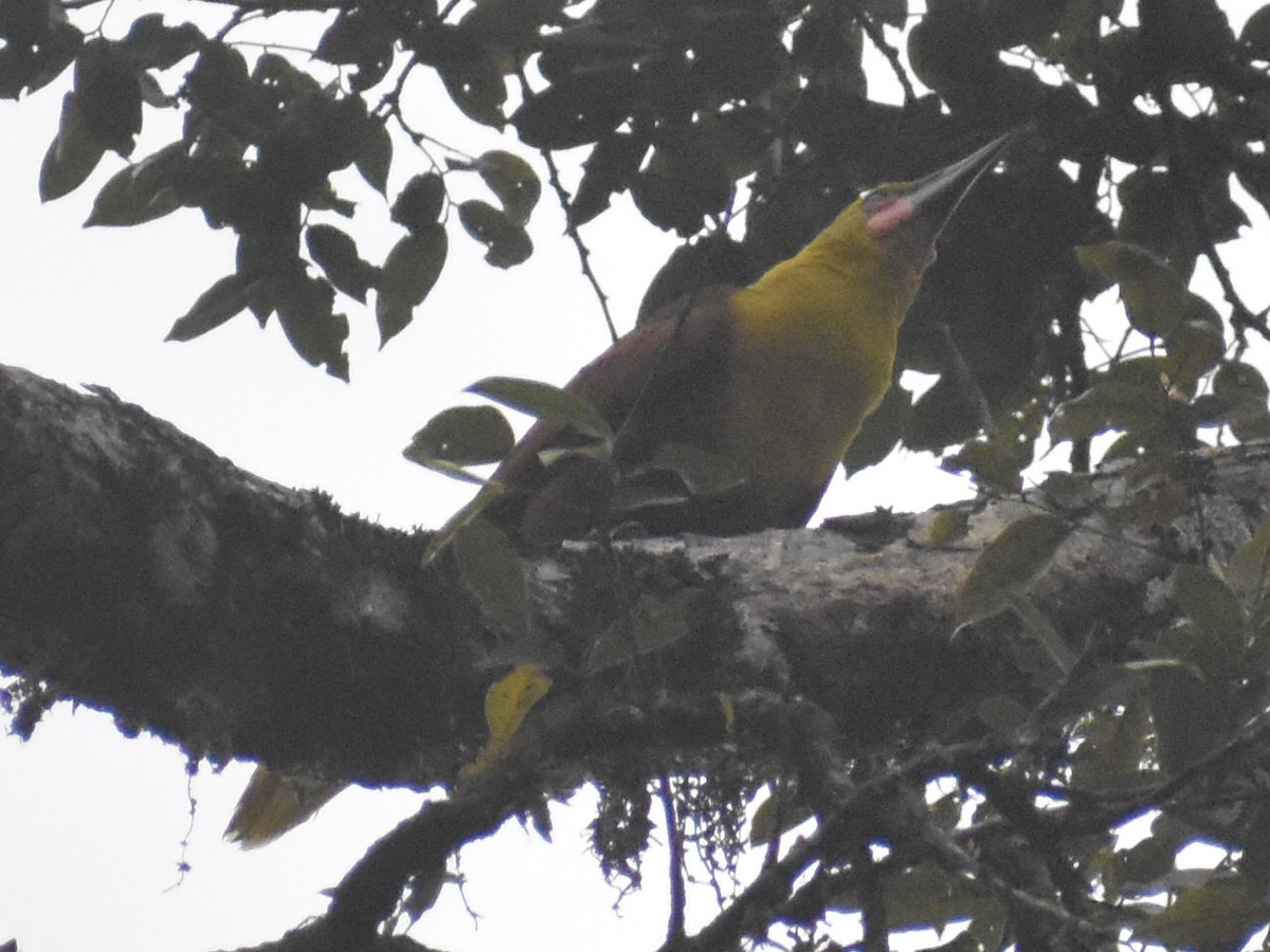 Olive Oropendola - ML638371226