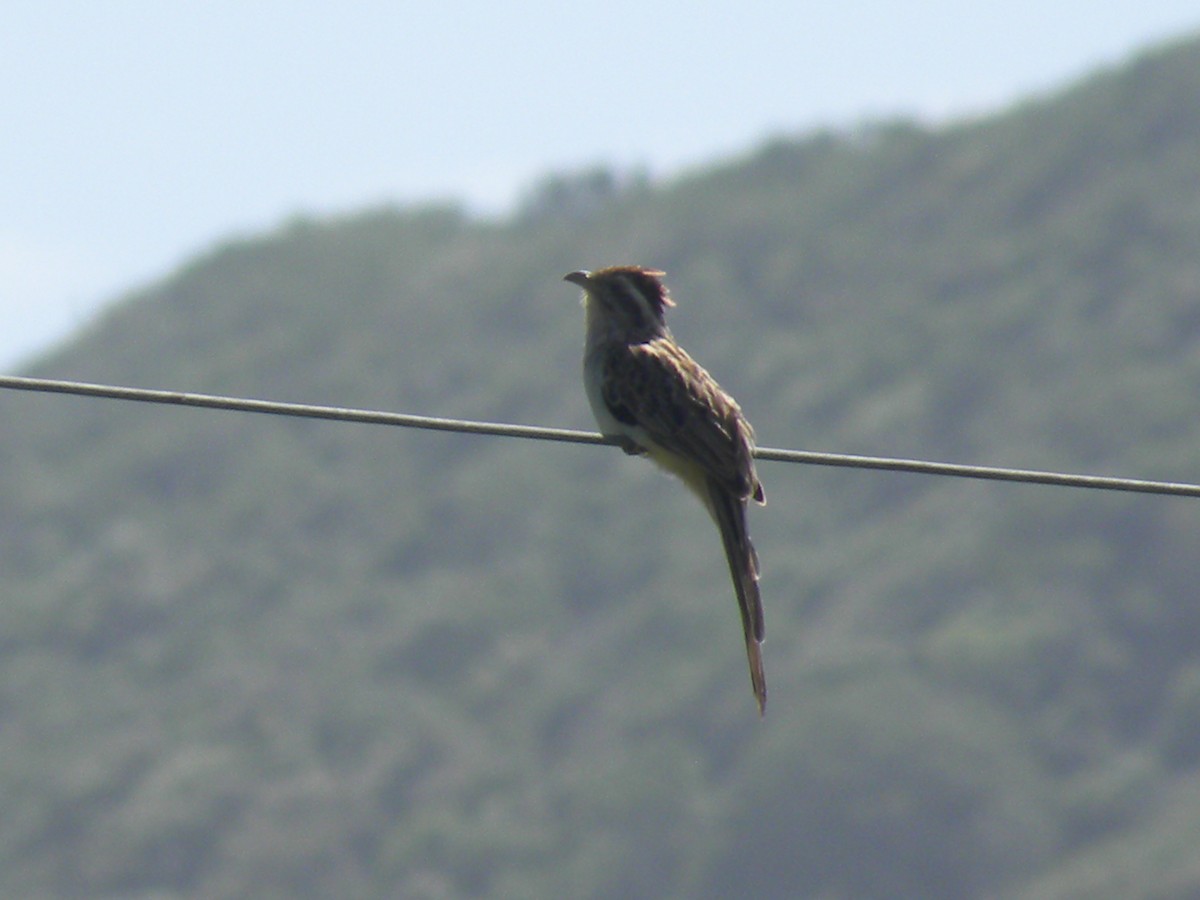 Striped Cuckoo - ML638371229
