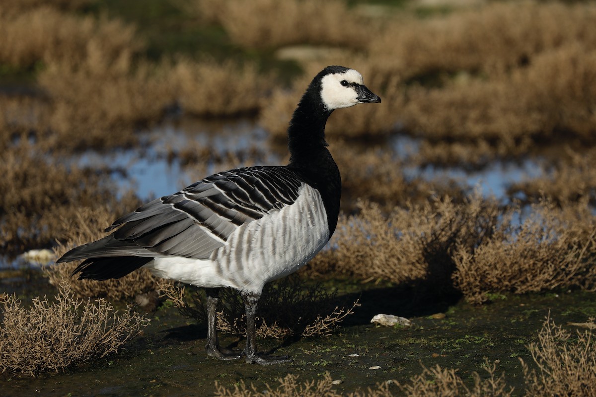 Barnacle Goose - ML638371233
