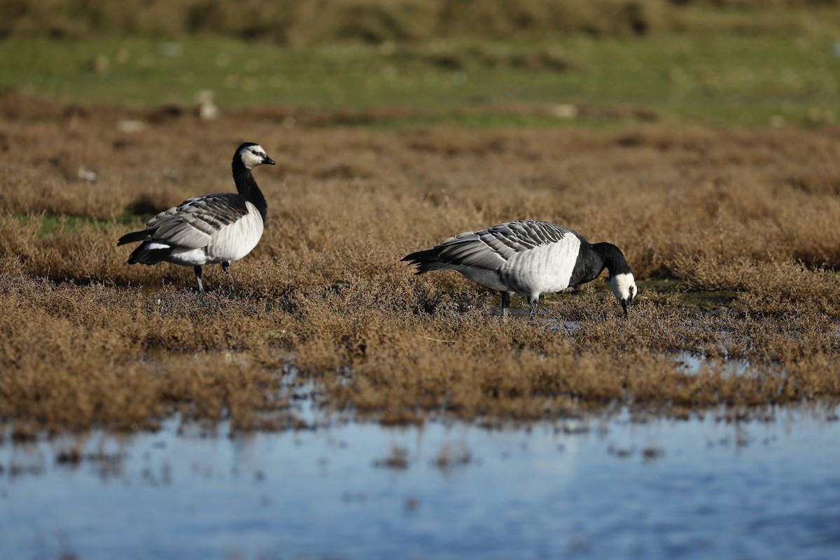 Barnacle Goose - ML638371234