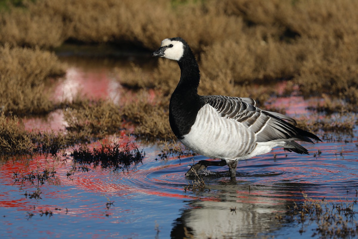 Barnacle Goose - ML638371235