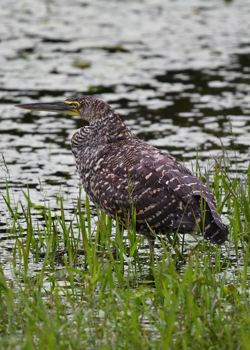 Bare-throated Tiger-Heron - ML638371256