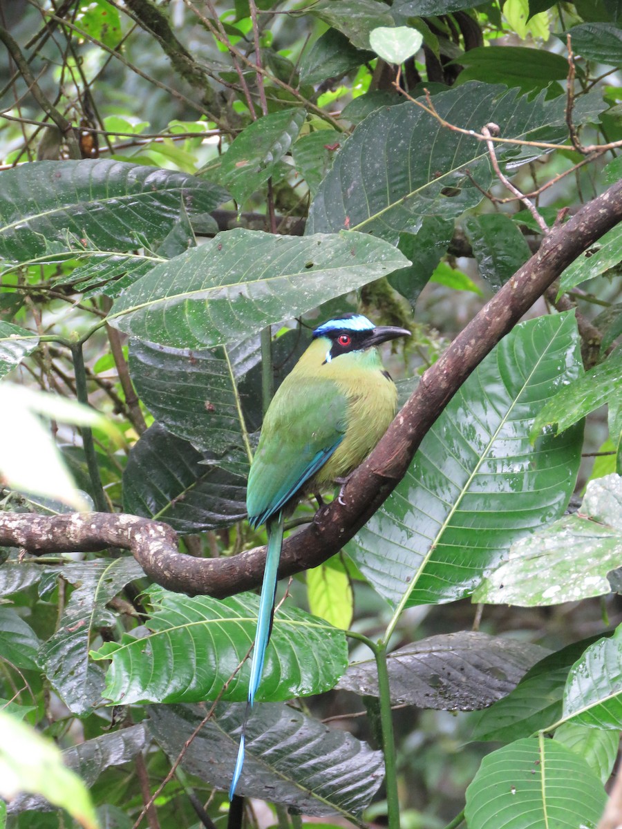 Andean Motmot - ML638371258