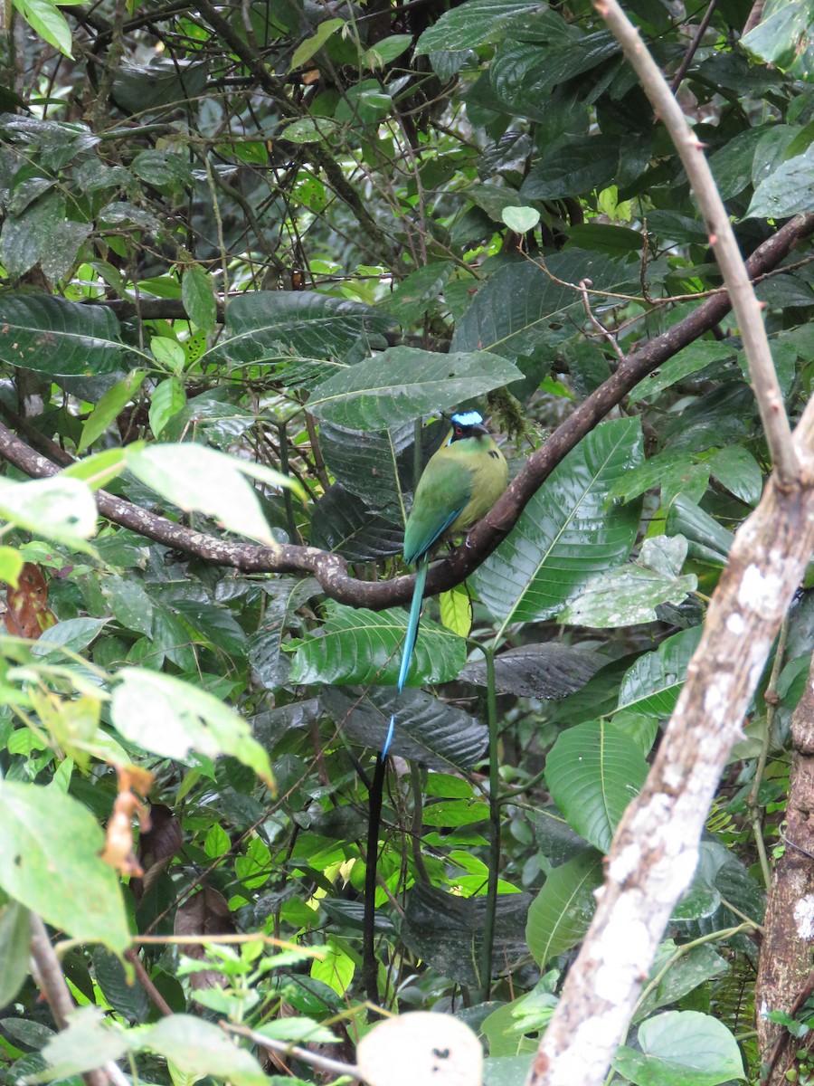 Andean Motmot - ML638371273