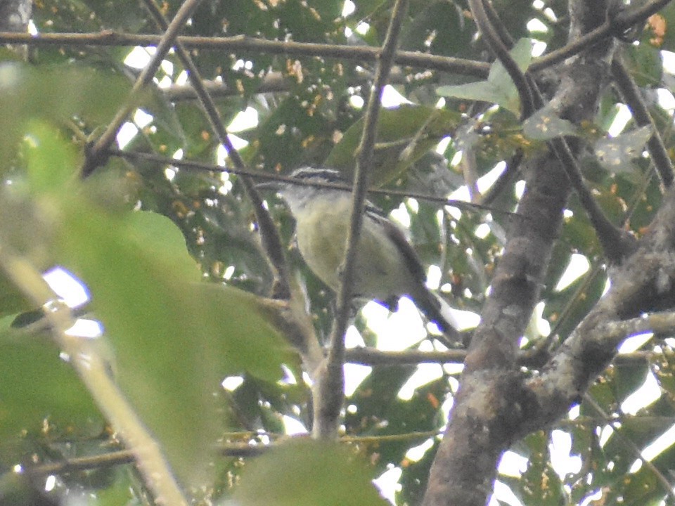 Rusty-winged Antwren - ML638371283