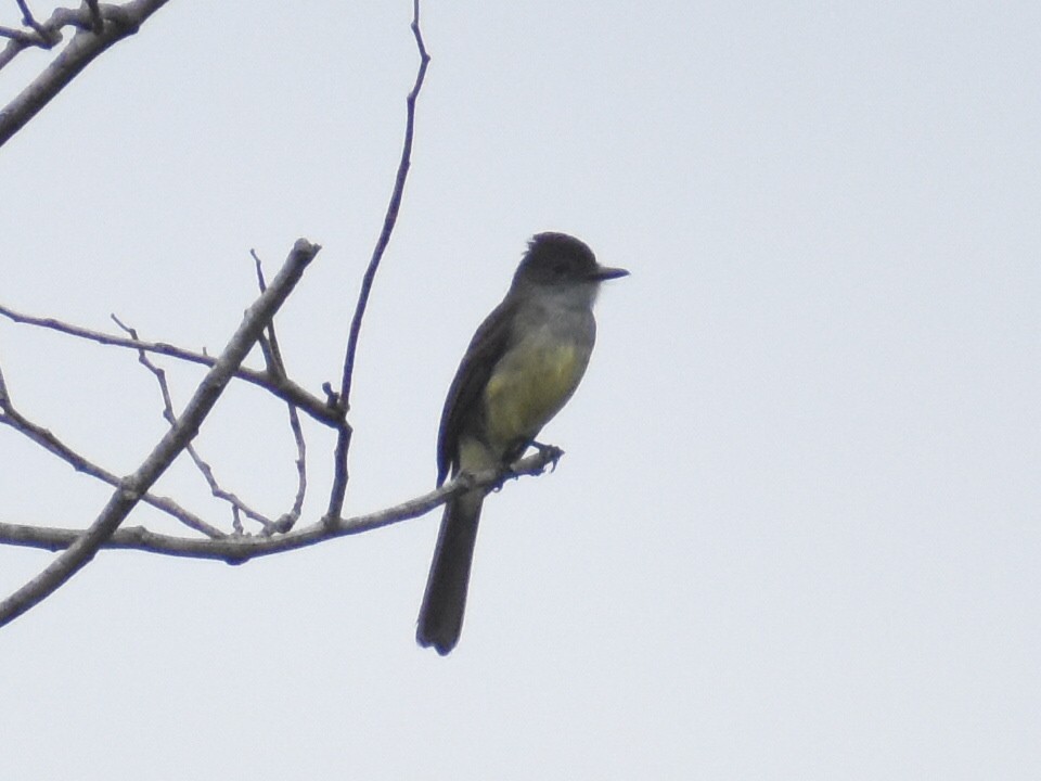 Short-crested Flycatcher - ML638371286