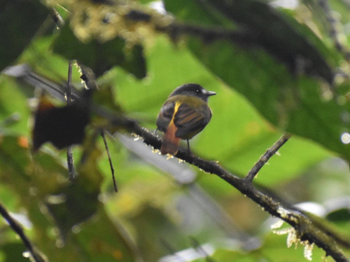 Ornate Flycatcher - ML638371291