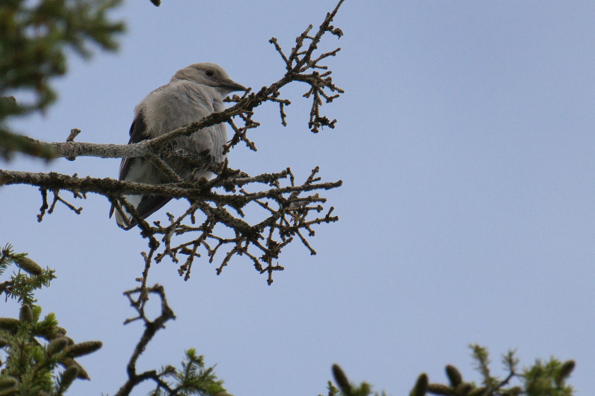 Clark's Nutcracker - ML638371292